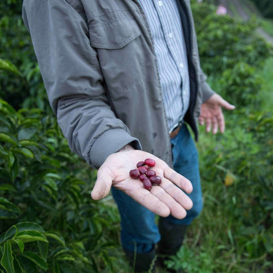 Solberg & Hansen - Featured Roaster in September 2020 | Bean Bros.